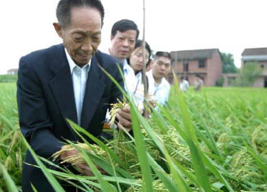 袁隆平超級雜交水稻畝產(chǎn)1149.02公斤，破世界紀(jì)錄！